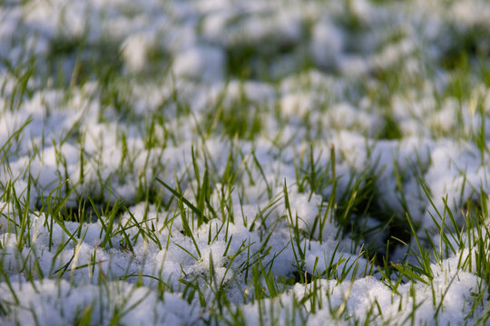 Des brins d&rsquo;herbe sous la neige