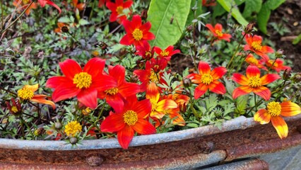 Bright red and orange flowers bloom in a garden setting during daytime