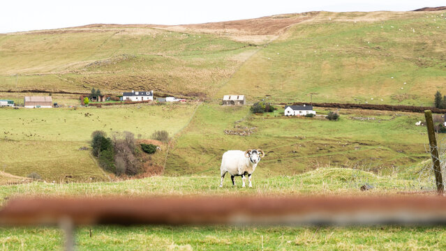 Sheep in countryside