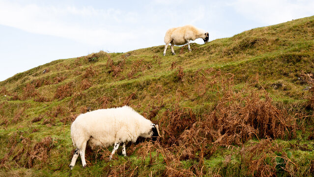 Sheep Grazing on Meadow