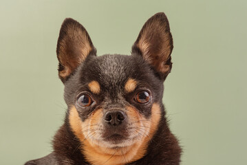 Chihuahua dog, black with red color on a green background.