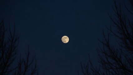 A captivating full moon shines brightly in the dark night sky, as silhouetted tree branches frame the view, creating a serene and timeless nocturnal landscape