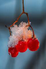 Frozen red berries covered with ice crystals in winter macro