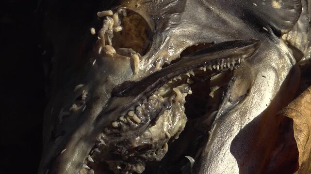 Close-up of maggots eating and swimming through the head of a dead Salmon after it spawn in a creek during the fall salmon run.