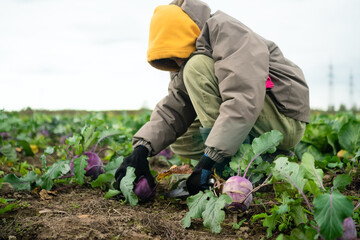Young boy harvesting kohlrabi in farm field. Outdoor work, seasonal vegetables, fresh produce, homegrown crops, healthy food, sustainable farming, and pride in cultivated vegetables in nature.