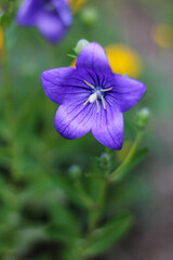 Purple Platycodon Flower - Beautiful Balloon Flower in Bloom