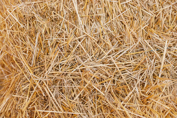 Natural straw texture background with golden hues and organic patterns © Svitlofor