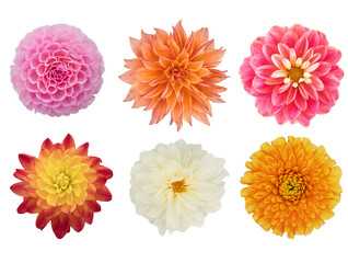 Various garden dahlia flowers isolated on white background.