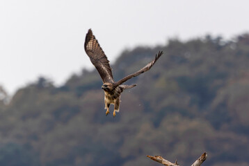 山を背に飛翔するノスリ