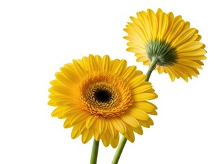Naklejka premium Yellow Gerberas Flowers Isolated on White Background, Daisy Like, Spring Blooms