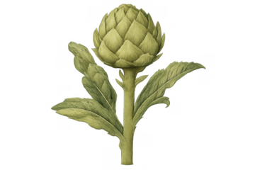 Artichoke plant botanical watercolor illustration representing healthy organic food and natural ingredients on transparent background