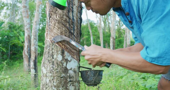 Agricultural man harvest para rubber from tree forest agro industry