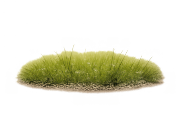 Green grass clump with natural soil base growing on transparent background, isolated lawn element for garden design