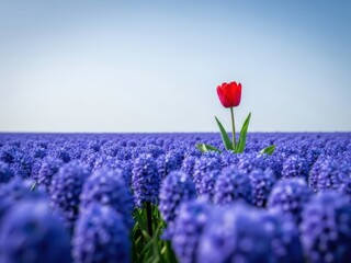 Red Tulip Stands Out Among Purple Grape Hyacinths, Spring Bloom, Clear Sky, Nature