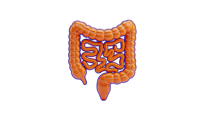 3D Illustration of Human Intestines