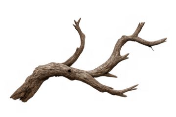 Dry gnarled tree branch with textured bark, isolated deadwood snag, natural twisted wood element with transparent background