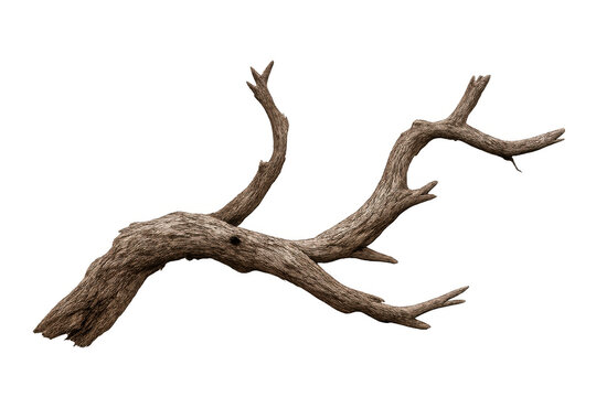 Dry gnarled tree branch with textured bark, isolated deadwood snag, natural twisted wood element with transparent background