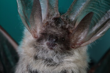 Macro portrait of bat with large translucent ears on dark background. Detailed macro portrait of a bat with large translucent ears and soft fur. Close-up view highlighting echolocation anatomy, hearin
