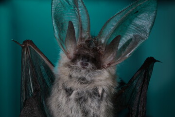 Bat portrait with large ears on dark green background. Close-up portrait of a bat with large ears and wings spread. Detailed view of nocturnal wildlife animal on dark green background. Concept of natu