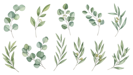 Watercolor floral illustration set   green leaf branches collection, for wedding stationary, greetings, wallpapers, fashion, background Eucalyptus, olive, green leaves, etc