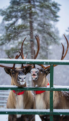 Frontal View of Reindeer Looking Over Fence in Winter Wonderland