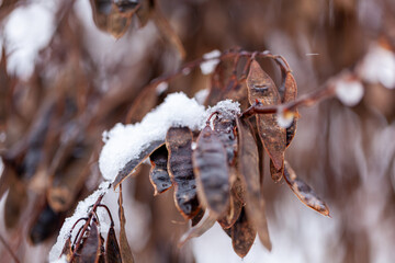 Dry seed pods holding snow in winter shrub close up