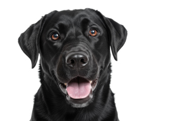 A young adult Black Labrador Retriever with sleek black fur, friendly smile, and pink tongue, looking at camera against a transparent studio background with copy space, playful pet portrait concept