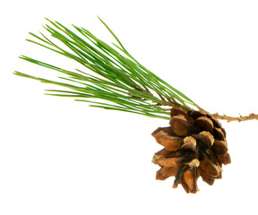 A fir branch with cones, set against a white background, suitable for those seeking natural and Christmas decorations.