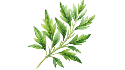 Png transparent illustration of tarragon, cilantro, coriander hearbs watercolor ai generated