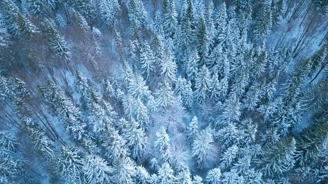 Verschneiter Fichtenwald aus der Luft im Winter, geschlossene Baumkronen mit gleichm&auml;&szlig;iger Schneedecke, ruhige Waldlandschaft in reduzierter Farbigkeit und gleichm&auml;&szlig;iger Struktur