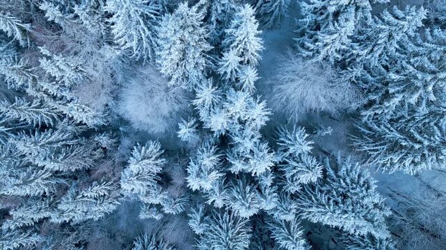 Verschneiter Fichtenwald aus der Luft im Winter, geschlossene Baumkronen mit gleichm&auml;&szlig;iger Schneedecke, ruhige Waldlandschaft in reduzierter Farbigkeit und gleichm&auml;&szlig;iger Struktur