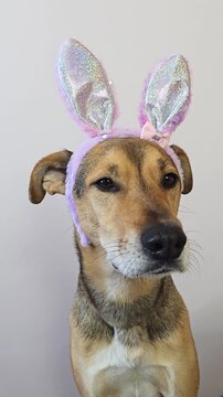Vertical video of a dog in a funny Easter bunny costume looking at the camera. Cute pet mascot for spring holiday. dog wearing rabbit ears stares directly into the lens with an adorable expression
