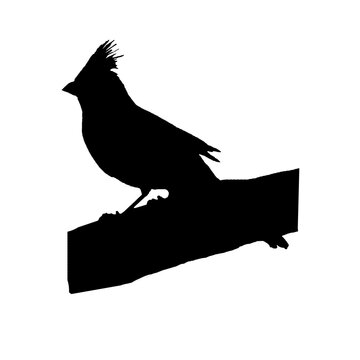 Silhouette of a female northern cardinal bird perched on a branch with her crest up. 