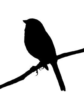 Silhouette of a junco bird perched on a branch. 