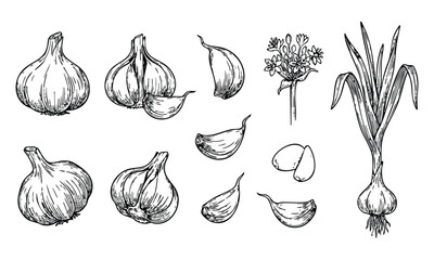 Garlic Cloves and Bulbs in Hand-Drawn Illustration Style with Monochrome Lighting on White Background for Culinary Use