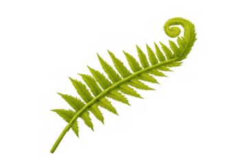 Green fern frond unfurling, creating a beautiful spiral pattern, symbolizing new growth and botanical nature on transparent background