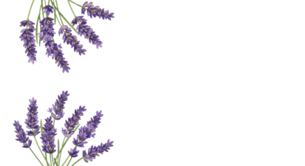 Vibrant purple lavender flowers with green stems, watercolor illustration, two balanced groups on white background with copy space, elegant botanical study concept