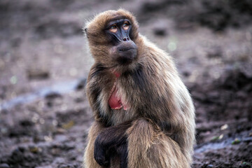 Sitting Gelada Baboon
