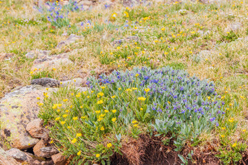 Close up shot of wild flower blossom in Rocky Mountain National Park
