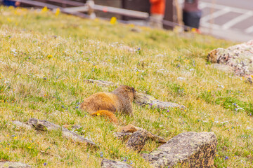 Close up shot of cute marmot in Rocky Mountain National Park