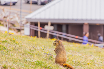 Close up shot of cute marmot in Rocky Mountain National Park
