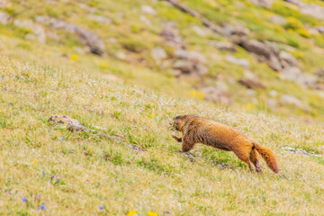 Close up shot of cute marmot in Rocky Mountain National Park