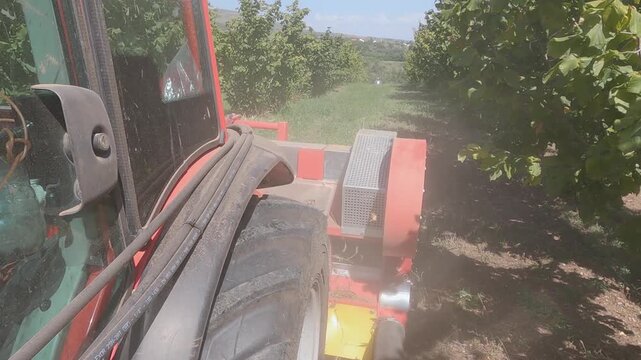 Special combine harvester harvesting hazelnut crops from trees on agriculture plantation farm, slow motion