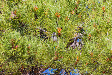 Close up shot of cute sparrow on a pine tree