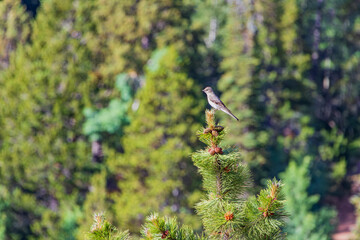 Close up shot of cute sparrow on a pine tree