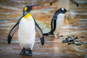 king penguin