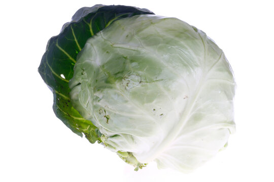 Cabbage patch on the white background
