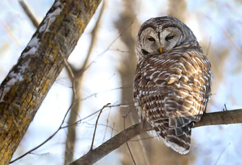 owl in forest during winter