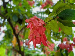 red Mussaenda philippica