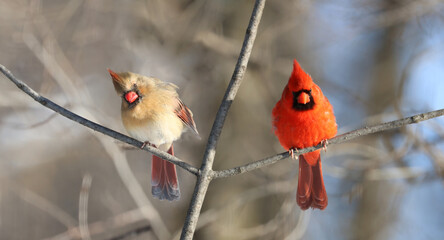 couple of red cardinal in forest